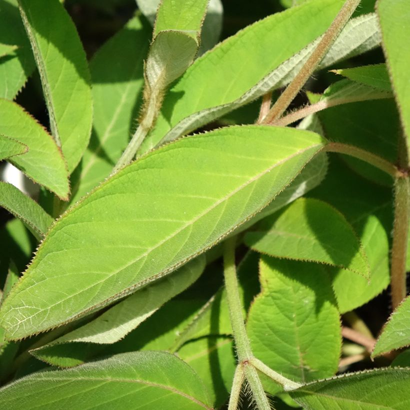 Hortensia - Hydrangea aspera villosa Velvet & Lace (Foliage)