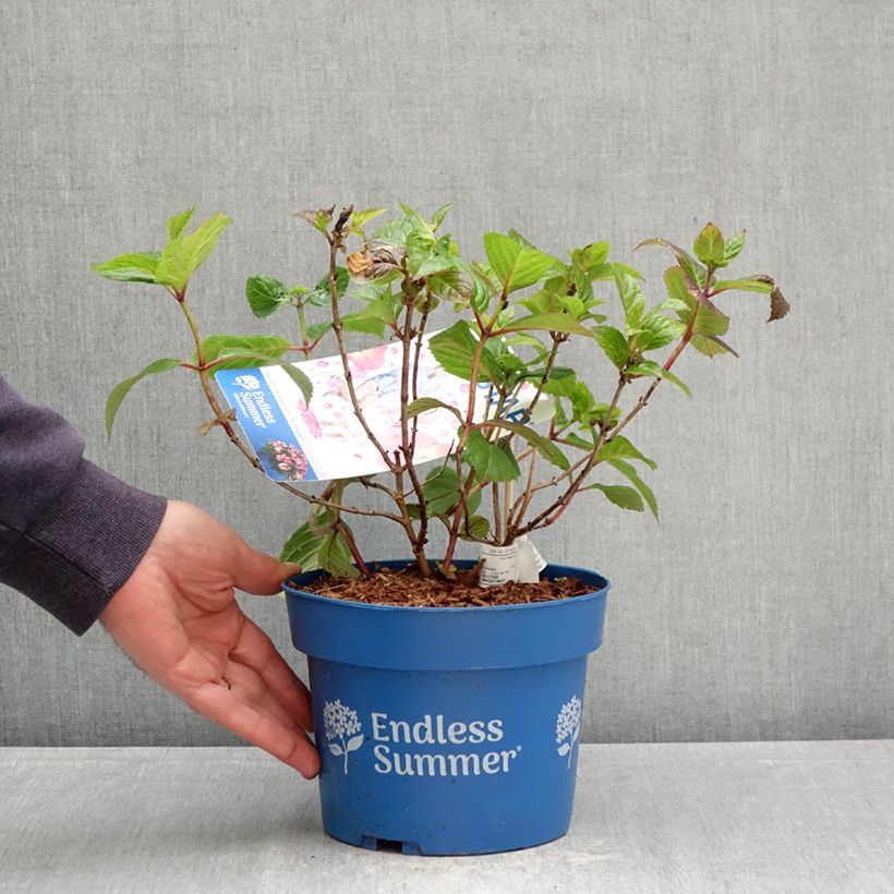 Spécimen de Hortensia - Hydrangea Endless Summer Pop Star (rose) Pot de 3L/4L tel que livré au printemps