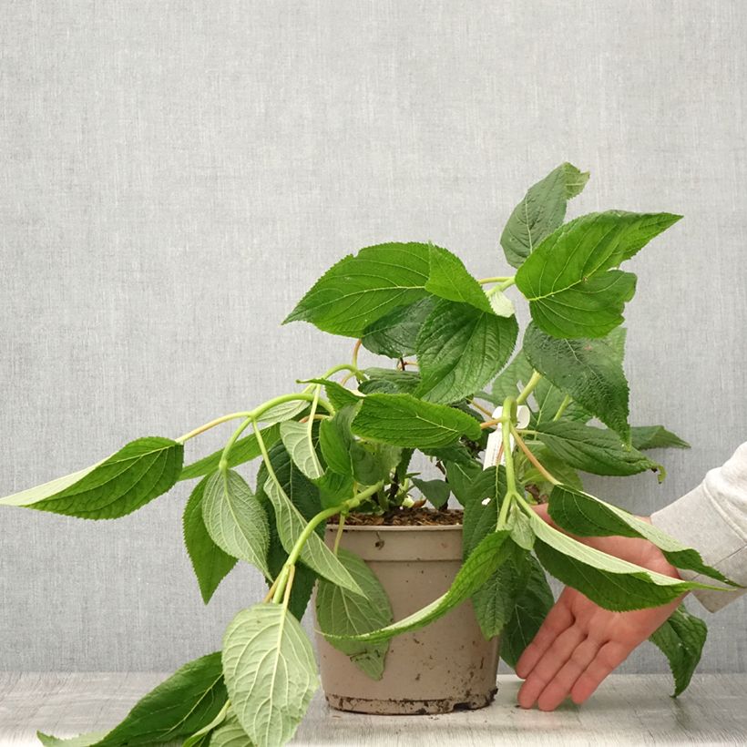 Spécimen de Hortensia - Hydrangea involucrata Yoraku Tama Pot de 4L/5L tel que livré en été