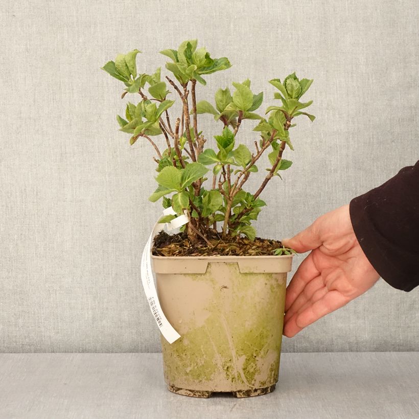 Example of Hortensia - Hydrangea macrophylla Amethyst Pot de 3L/4L as you get in printemps