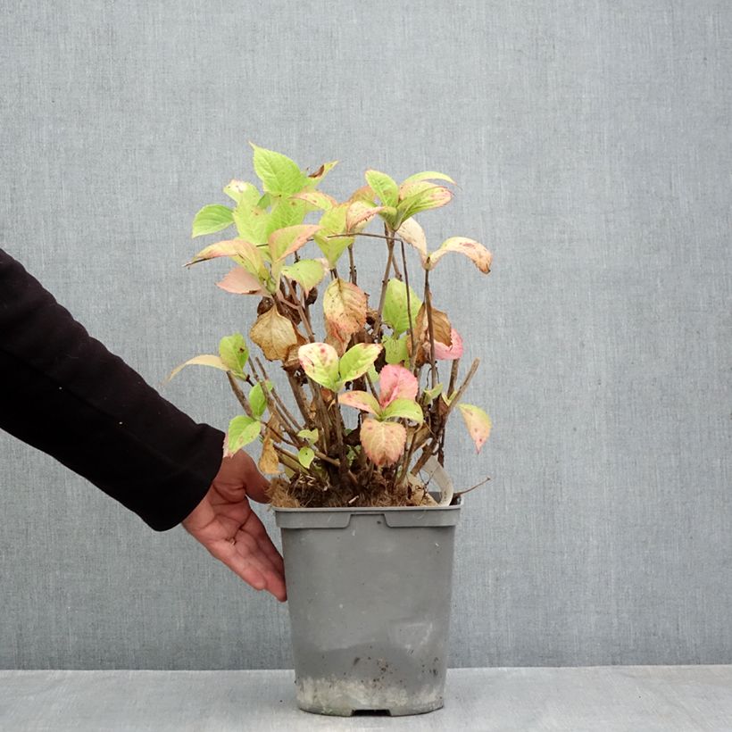 Spécimen de Hortensia - Hydrangea macrophylla Baron Rouge  Pot de 4L/5L tel que livré en automne