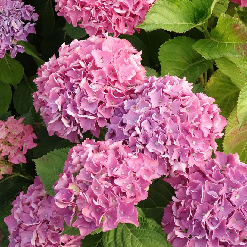 Hortensia - Hydrangea macrophylla Beautensia Spike (Floraison)