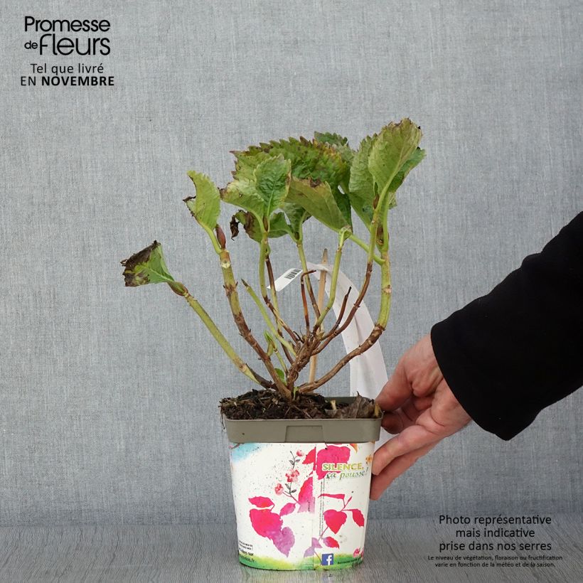Spécimen de Hortensia - Hydrangea macrophylla Benelux (rose) Pot de 2L/3L, Buisson, 5/6 branches tel que livré en automne