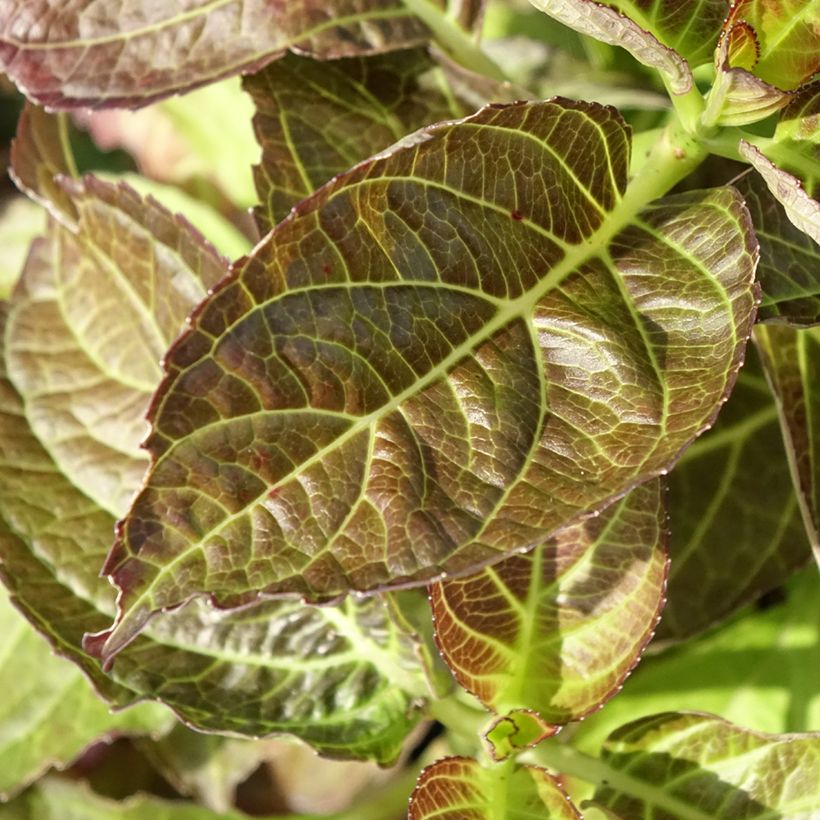Hortensia - Hydrangea macrophylla Benthe (Foliage)