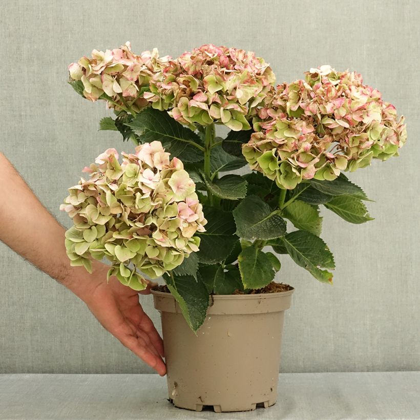Spécimen de Hortensia - Hydrangea macrophylla Berlin (rose) Pot de 4L/5L tel que livré en été