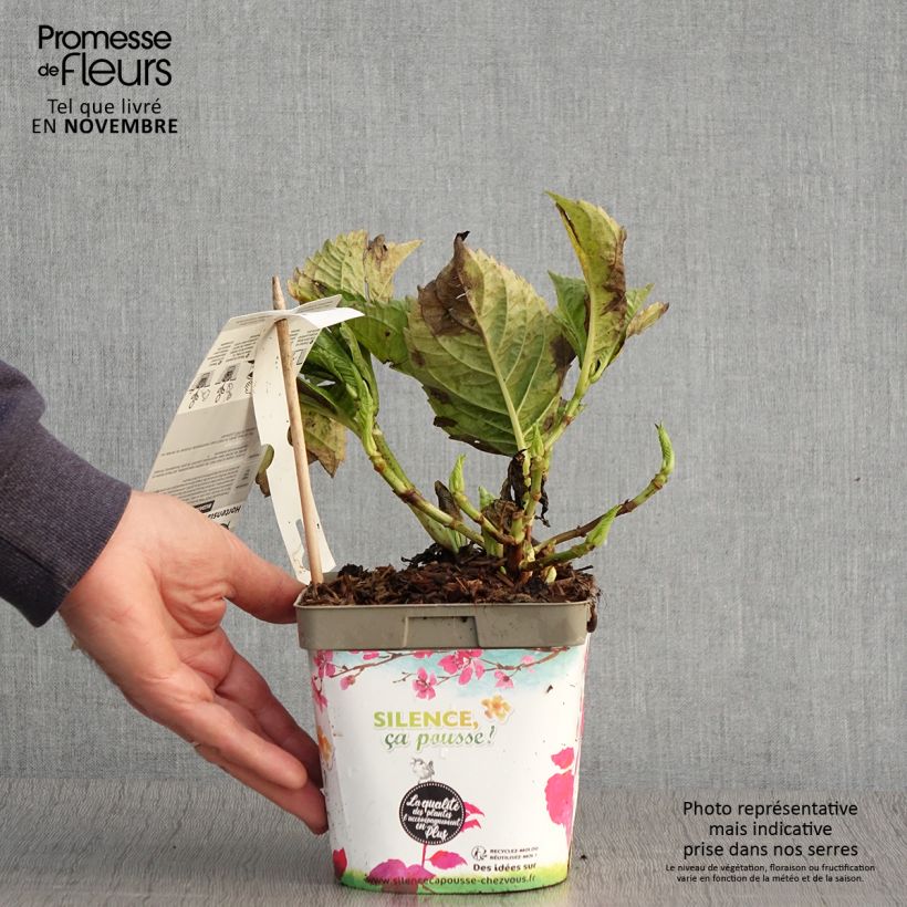 Spécimen de Hortensia - Hydrangea macrophylla Big Data Pink Pot de 2L/3L, Buisson, 5/6 branches tel que livré en automne