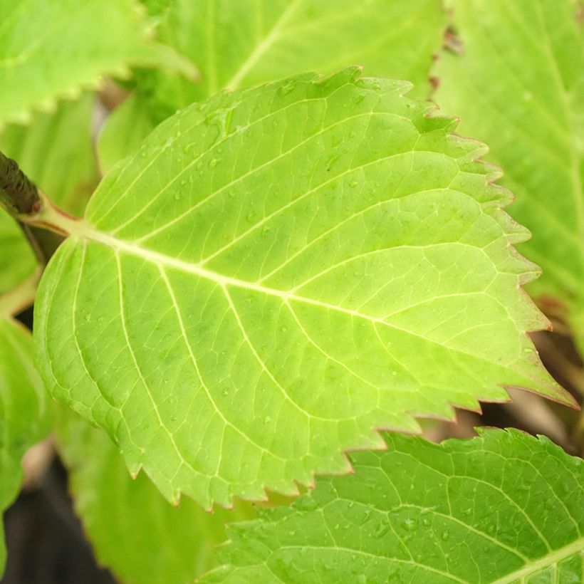 Hortensia - Hydrangea macrophylla Black Steel Purple (Feuillage)