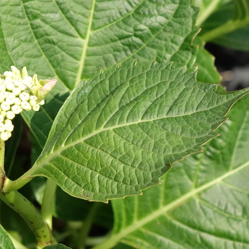 Hortensia - Hydrangea macrophylla Bloombuster rose (Feuillage)