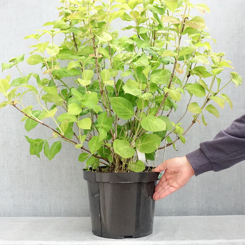 Example of Hortensia - Hydrangea macrophylla Bouquet Rose Pot de 7,5L/10L as you get in printemps