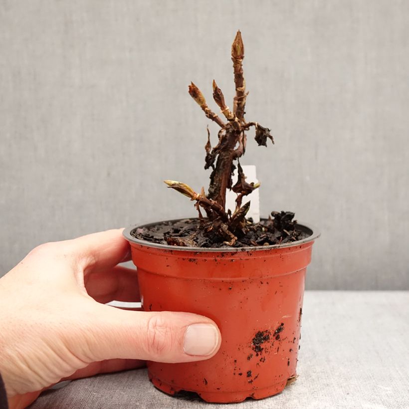 Example of Hortensia - Hydrangea macrophylla Bright White Godet de 8/9 cm as you get in hiver