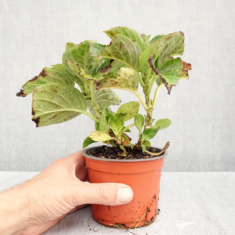 Spécimen de Hortensia - Hydrangea macrophylla Caipirinha Pot de 12 cm / 13 cm tel que livré en automne