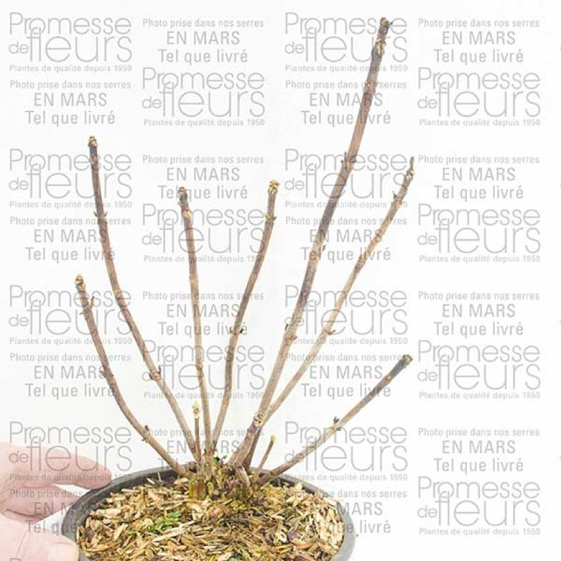 Example of Hortensia - Hydrangea macrophylla Camino Pot de 2L/3L, Buisson, 5/6 branches as you get