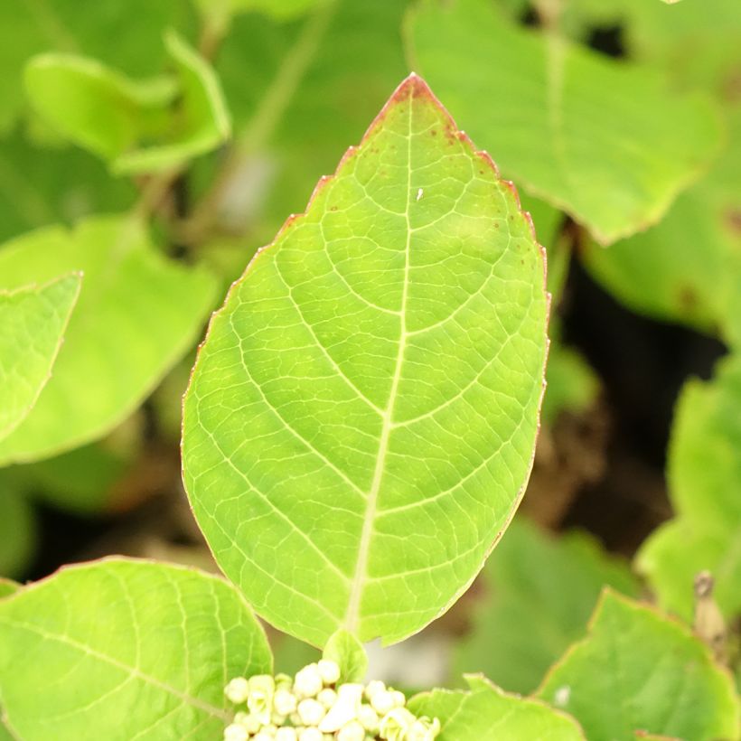 Hortensia - Hydrangea macrophylla Choco Chic (Feuillage)