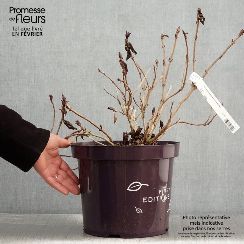 Example of Hortensia - Hydrangea macrophylla Eclipse Pot de 3L/4L as you get in hiver
