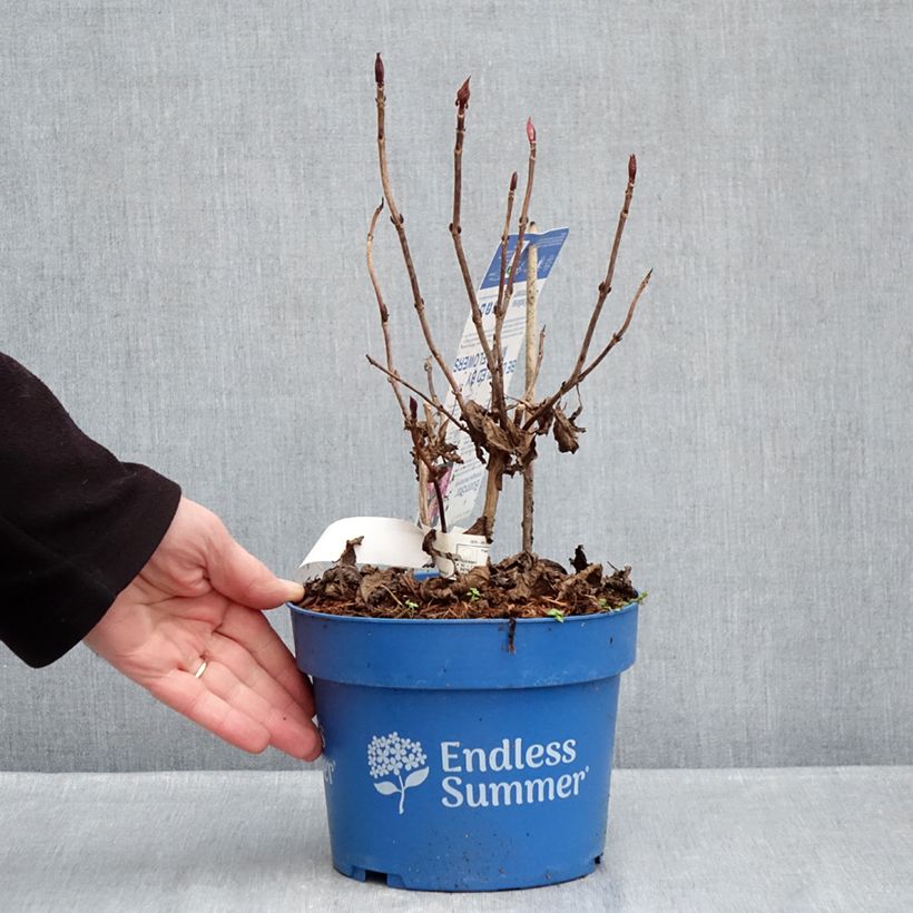 Example of Hortensia - Hydrangea macrophylla Endless Summer Bloomstar Pot de 3L/4L as you get in hiver