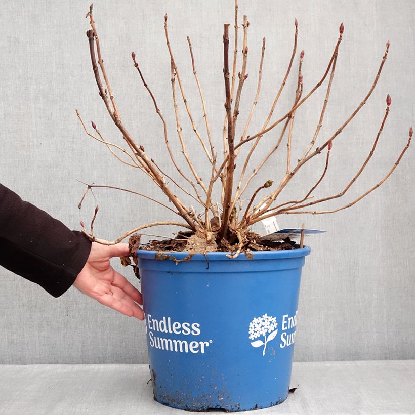 Example of Hortensia - Hydrangea macrophylla Endless Summer The Bride Pot de 12L/15L as you get in hiver