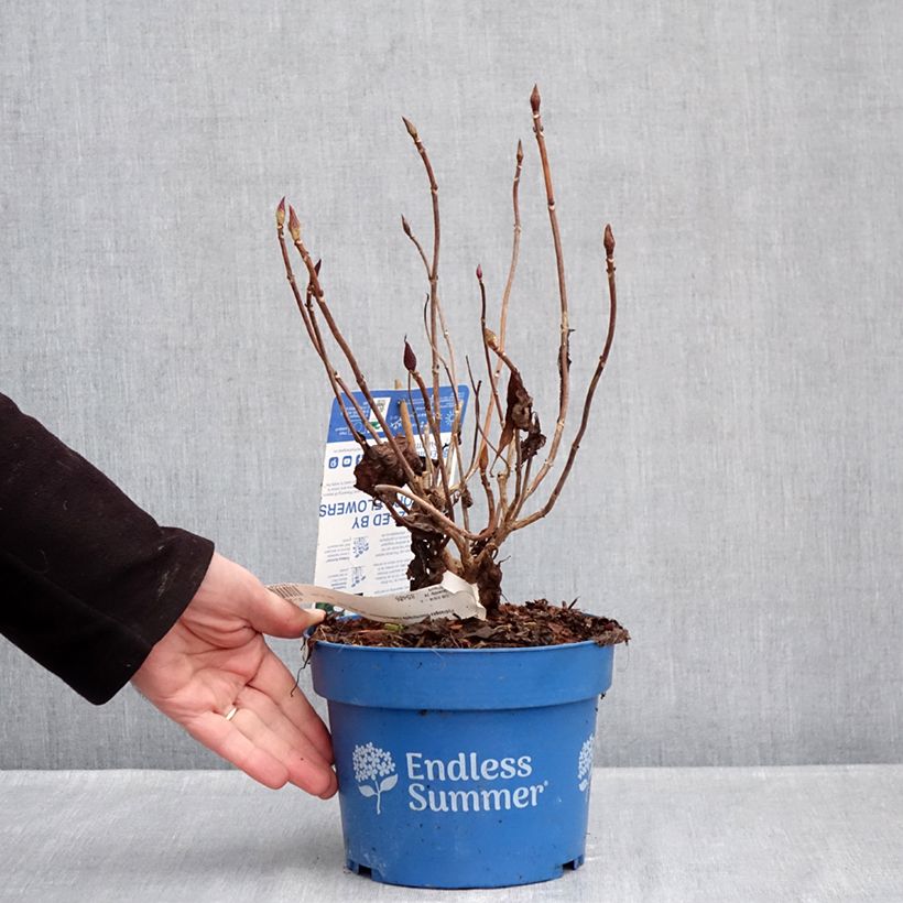 Example of Hortensia - Hydrangea macrophylla Endless Summer The Bride Pot de 2L/3L as you get in hiver