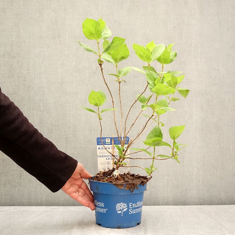 Spécimen de Hortensia - Hydrangea macrophylla Endless Summer The Bride Pot de 2L/3L tel que livré au printemps