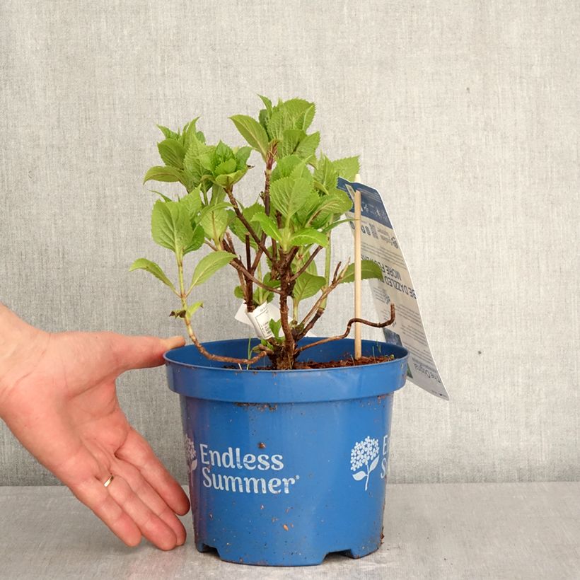 Spécimen de Hortensia - Hydrangea macrophylla Endless Summer The Original (bleu) Pot de 2L/3L tel que livré au printemps