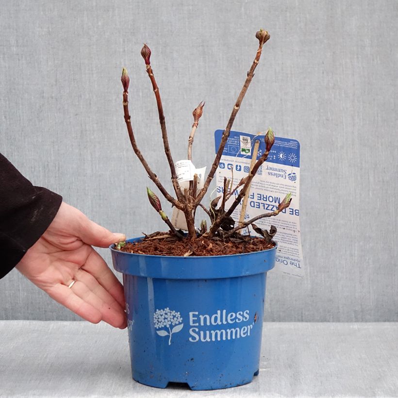 Example of Hortensia - Hydrangea macrophylla Endless Summer The Original (Rose) Pot de 2L/3L as you get in hiver