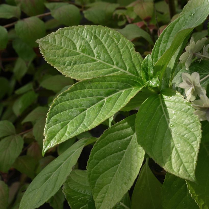 Hortensia - Hydrangea macrophylla Etoile Violette (Foliage)