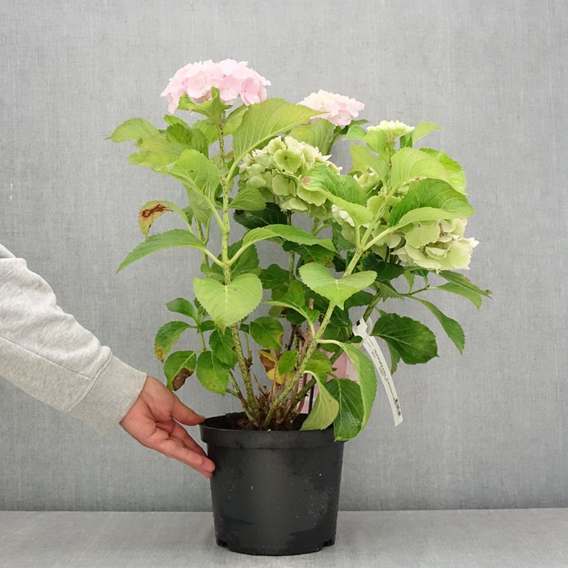 Spécimen de Hortensia - Hydrangea macrophylla Everbloom Pink Wonder Pot de 4L/5L tel que livré en été