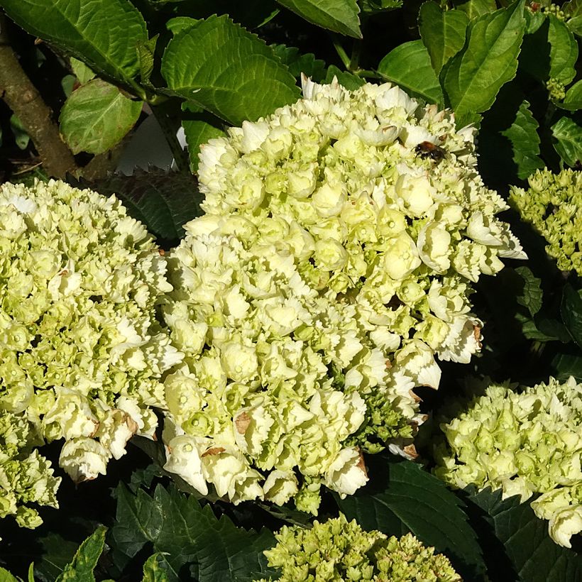 Hortensia - Hydrangea macrophylla Everbloom White Wonder (Floraison)