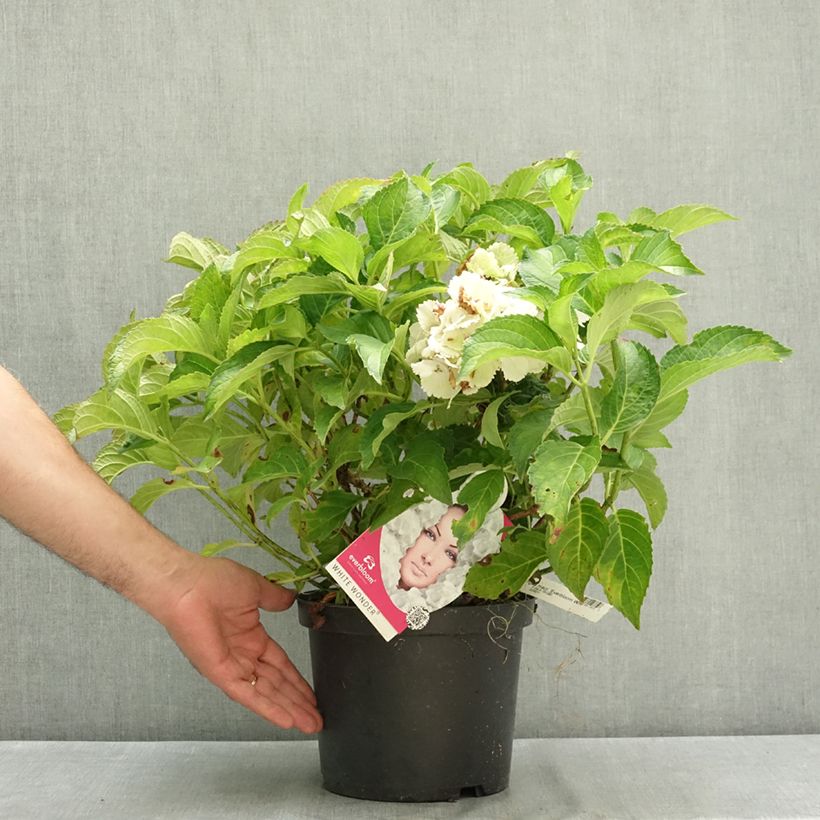 Spécimen de Hortensia - Hydrangea macrophylla Everbloom White Wonder Pot de 4L/5L tel que livré en été