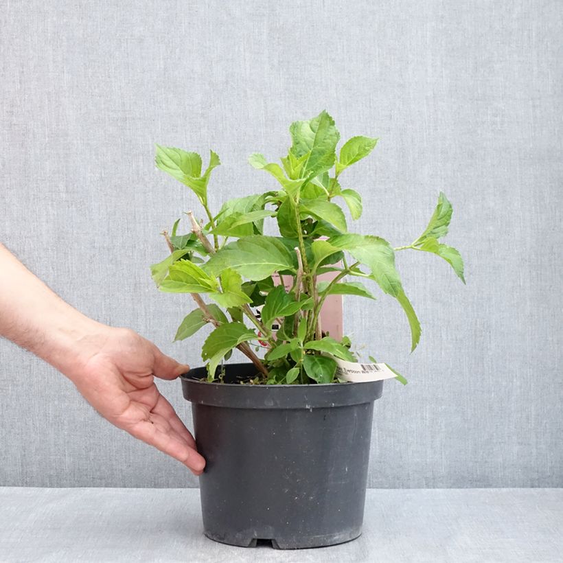 Spécimen de Hortensia - Hydrangea macrophylla Everbloom White Wonder Pot de 4L/5L tel que livré au printemps