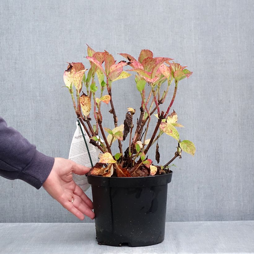 Spécimen de Hortensia - Hydrangea macrophylla Fantasia Pot de 3L/4L tel que livré en automne