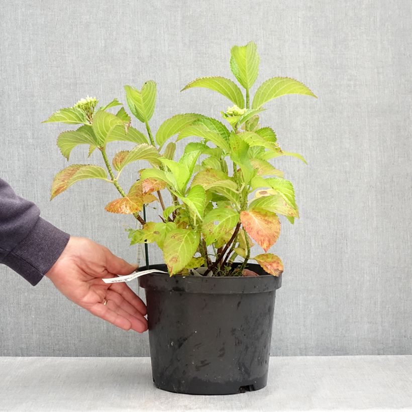 Example of Hortensia - Hydrangea macrophylla Fantasia Pot de 3L/4L as you get in printemps