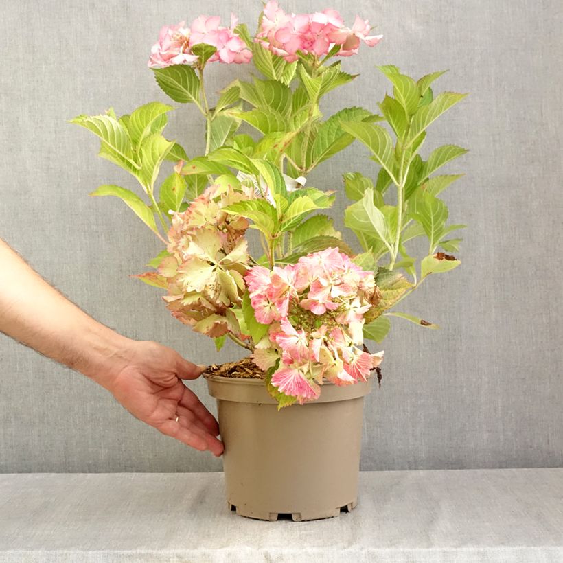 Spécimen de Hortensia - Hydrangea macrophylla French Cancan Pot de 4L/5L tel que livré en été