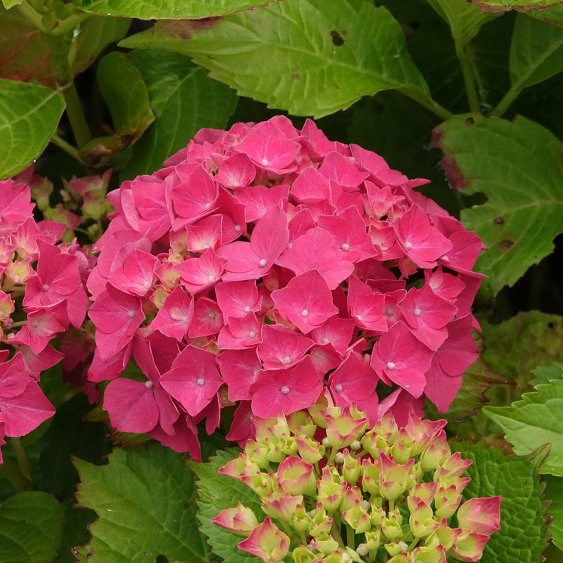 Hortensia - Hydrangea macrophylla Glowing Amber (Floraison)