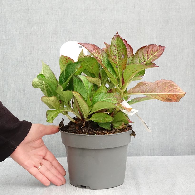 Spécimen de Hortensia - Hydrangea macrophylla Gräfin Cosel Pot de 3L/4L tel que livré en automne