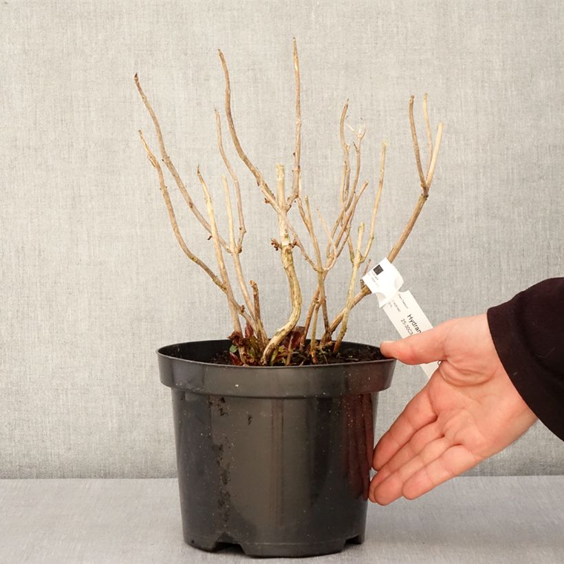 Spécimen de Hortensia - Hydrangea macrophylla Gräfin Cosel Pot de 3L/4L tel que livré au printemps