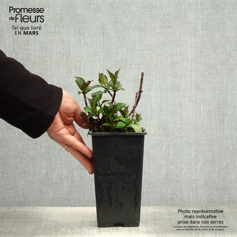 Example of Hortensia - Hydrangea macrophylla Green Ever Belles Pot de 1,5L/2L as you get in printemps