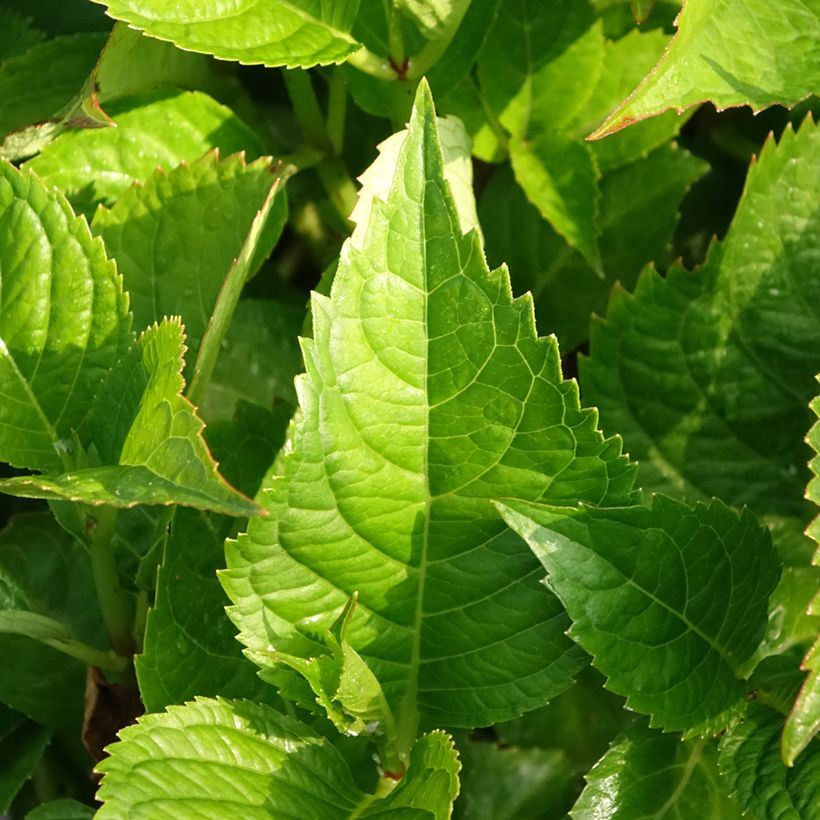 Hortensia - Hydrangea macrophylla Kardinal (Feuillage)
