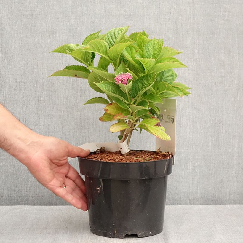 Spécimen de Hortensia - Hydrangea macrophylla Kardinal Violet Pot de 2L/3L tel que livré en été