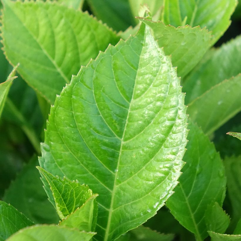Hortensia - Hydrangea macrophylla Kardinal Violet (Foliage)