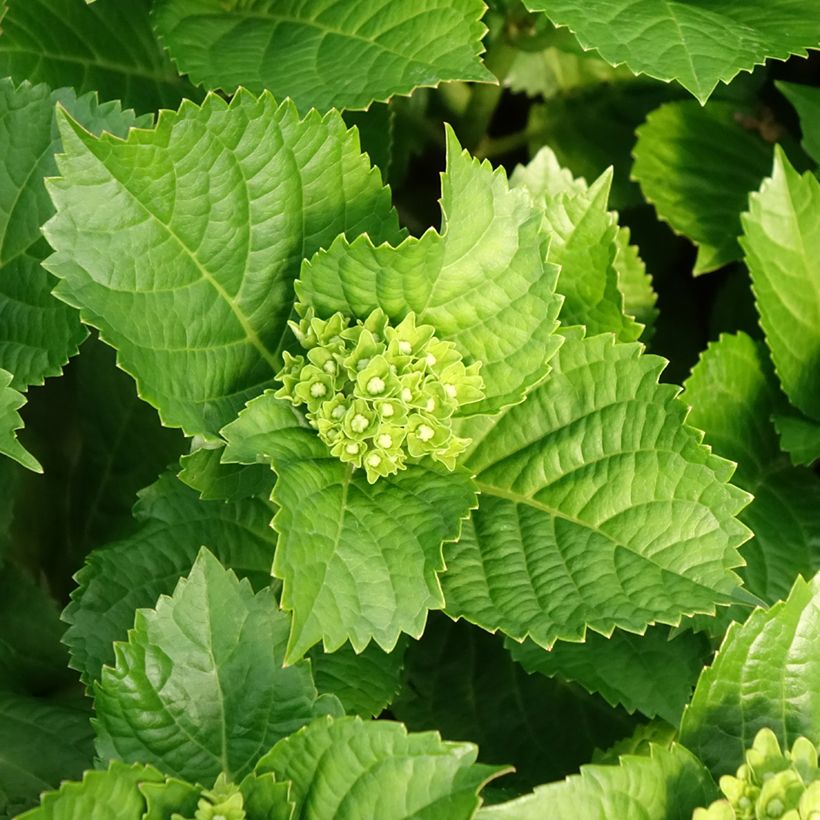 Hortensia - Hydrangea macrophylla Lady Mata Hari (Foliage)