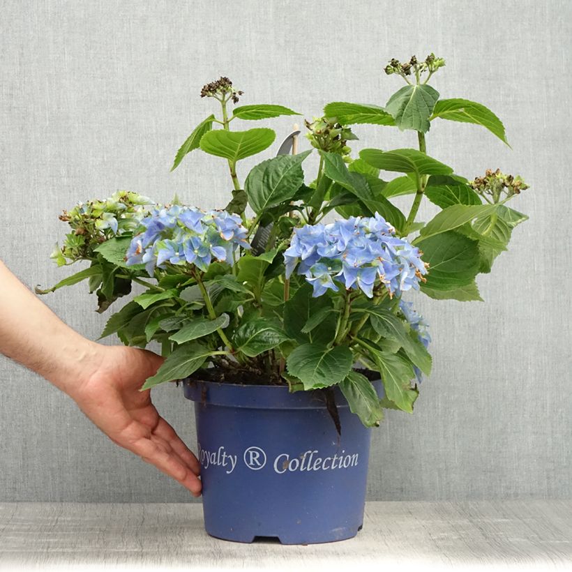 Example of Hortensia - Hydrangea macrophylla Lady Mata Hari Pot de 2L/3L as you get in printemps