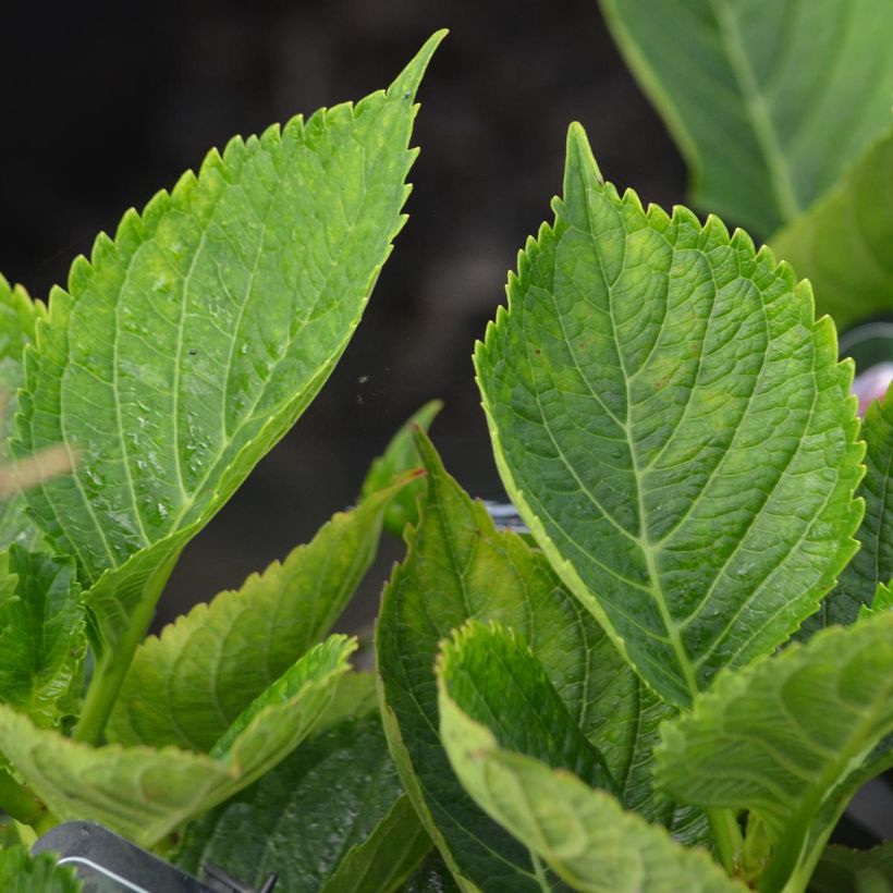 Hortensia - Hydrangea macrophylla Lady Nobuko (Foliage)