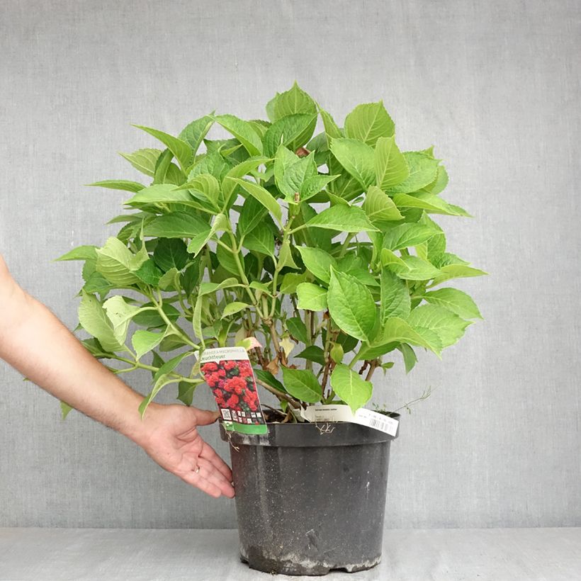 Spécimen de Hortensia - Hydrangea macrophylla Leuchtfeuer Pot de 7,5L/10L tel que livré en été