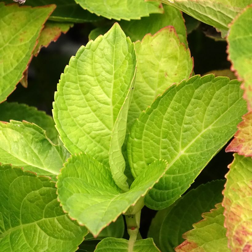 Hortensia - Hydrangea macrophylla Magical Coral rosa (Feuillage)