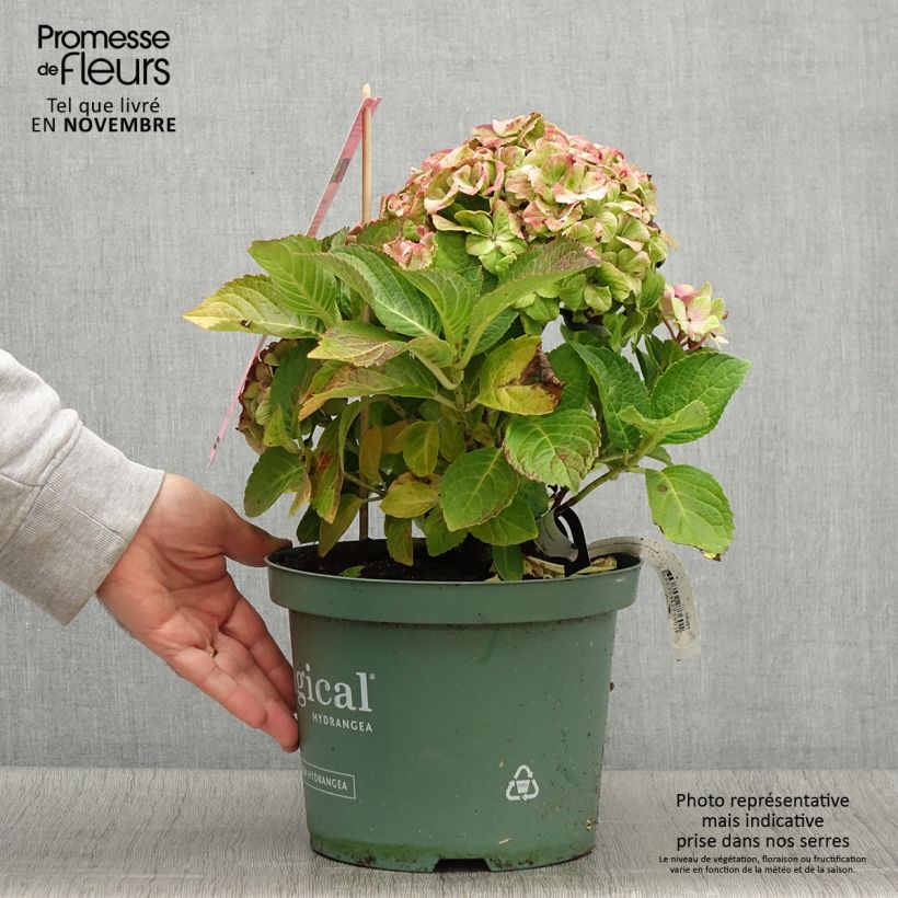 Spécimen de Hortensia - Hydrangea macrophylla Magical Jewel rosa Pot de 4L/5L tel que livré en automne