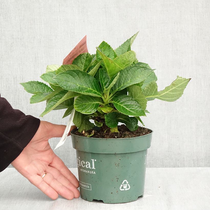 Spécimen de Hortensia - Hydrangea macrophylla Magical Revolution Rose Pot de 2L/3L tel que livré en automne