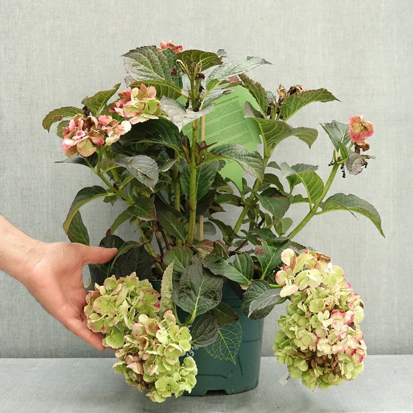Spécimen de Hortensia - Hydrangea macrophylla Midnight Pearl Pot de 4L/5L tel que livré en été