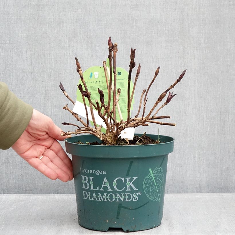 Spécimen de Hortensia - Hydrangea macrophylla Midnight Pearl Pot de 4L/5L tel que livré en hiver