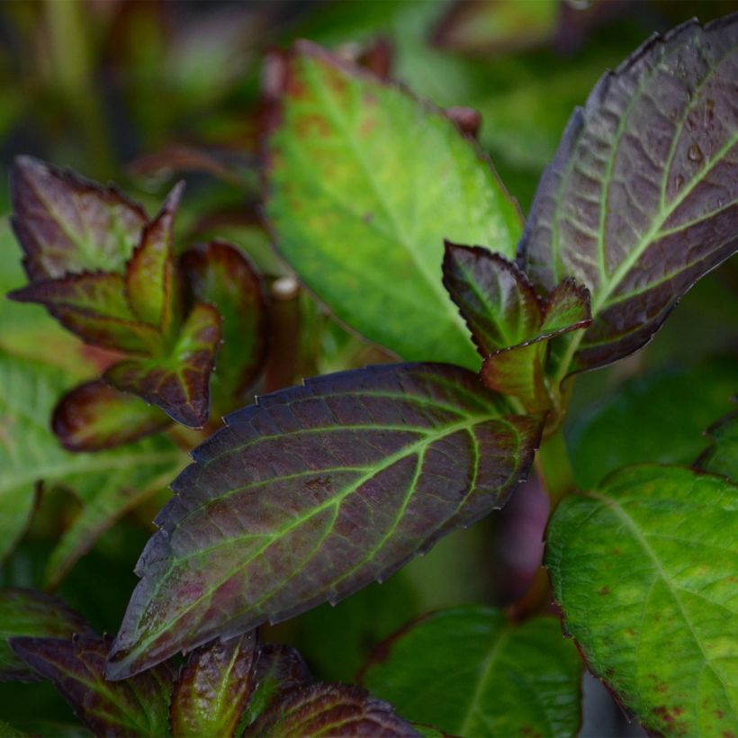 Hortensia - Hydrangea macrophylla Mirai (Foliage)