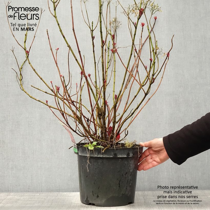 Example of Hortensia - Hydrangea macrophylla Mirai Pot de 7,5L/10L as you get in printemps